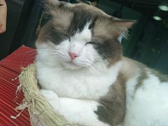 -喵喵咪呀布偶猫咖(春熙路店)