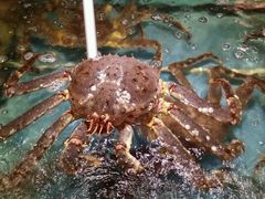 -蟹之国·精品蟹料理(极地店)