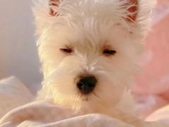 -萌宠之家·腊肠犬·马尔泰·小体犬舍