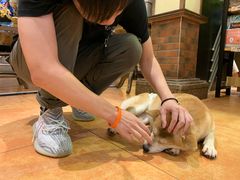 -more than meow吴止猫主题餐厅(承德 中船汇店)