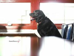 -百好乐宠物友好餐厅(朝外大街店)