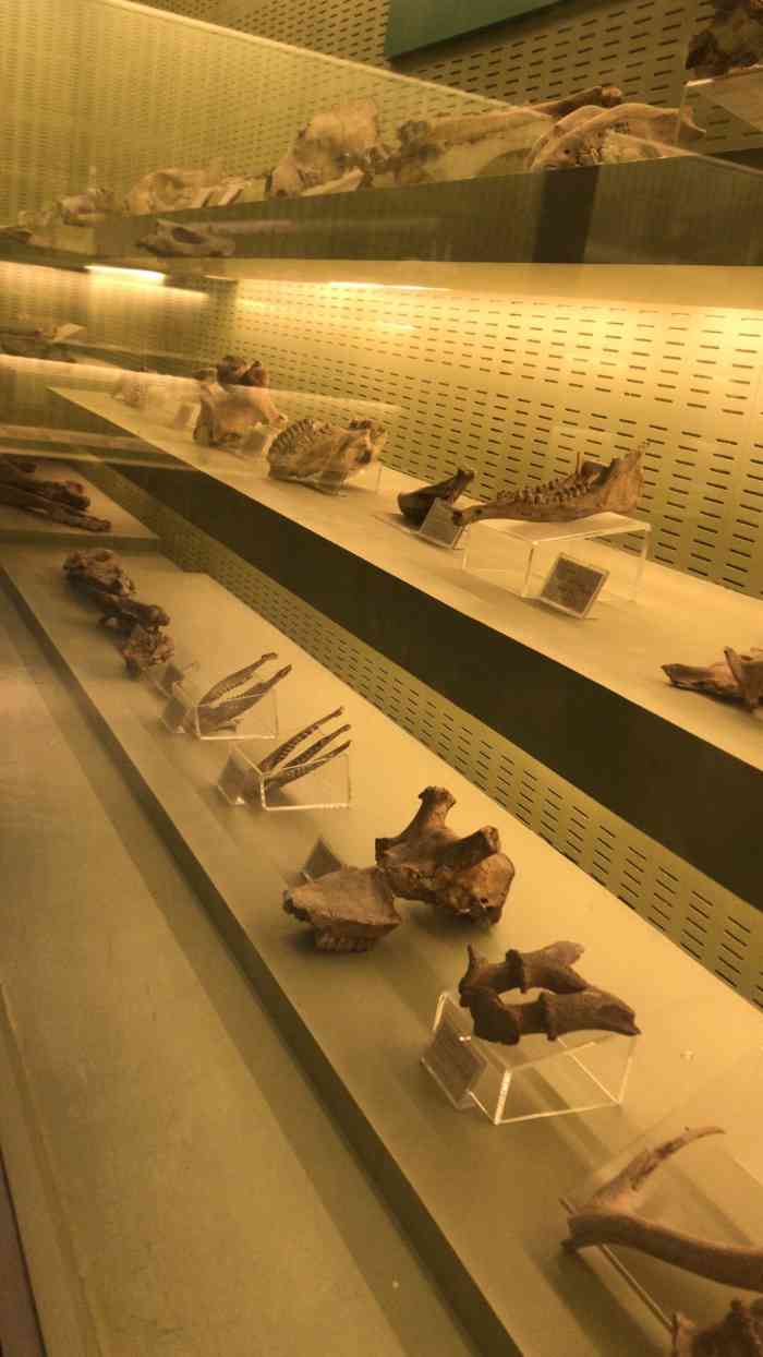 南京地质博物馆-"地址在山水大酒店旁边,小营大苏果的对面...."-大众