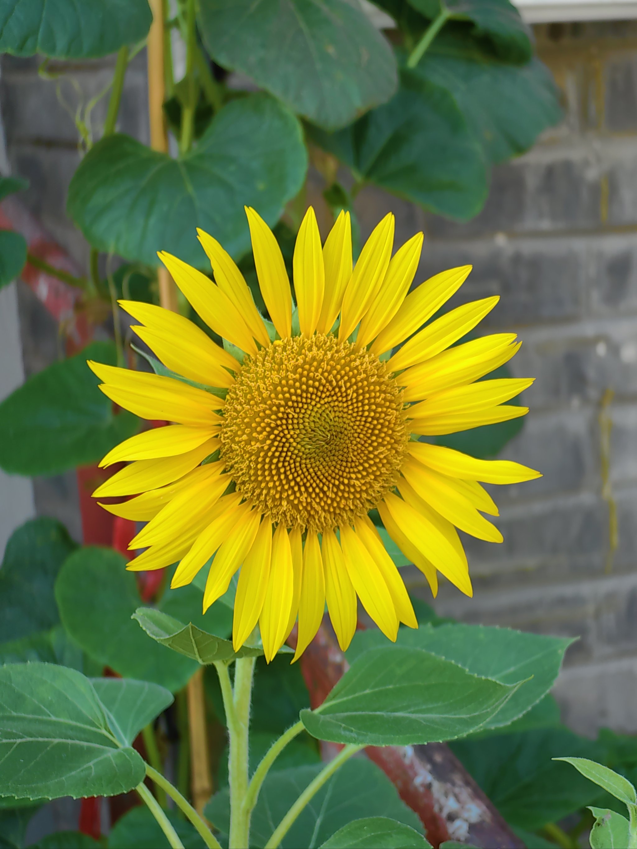 看到好看的花一定要分享给你好看的花一定要分享给你#爱生活