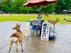 -奈良公园