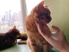 -猫猫幼稚园·撸猫·桌游·电玩