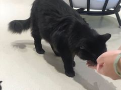 -藏猫猫咖啡主题馆(中央大道店)