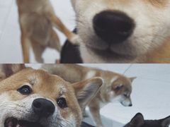 -柴源莊·柴小宠柴犬咖啡