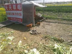 -青浦采草莓天天草莓园
