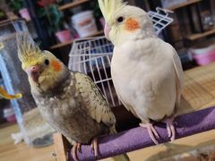 -明明手养鹦鹉(堤角花鸟宠物大世界店)