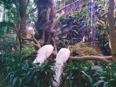 -正佳雨林生态植物园