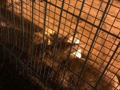 -大鹅岛绿色生态美食园