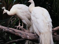 -广州长隆野生动物世界