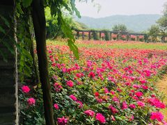 -龙寺生态园