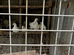 -马陆小张葡萄园农家乐