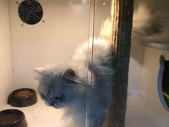 -李小姐の猫咖啡馆(五角场店)