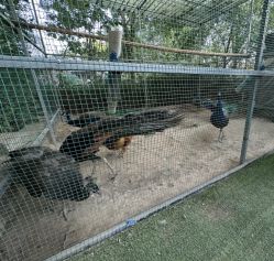 -萌宠亲子动物乐园(槐房万达店)