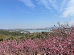 -香雪海