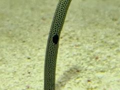 -上海海洋水族馆