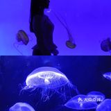 超出片｜青岛海底世界🐠小长假约起来