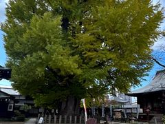 -医王山·飞騨国分寺