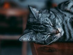 -平行世界·猫咖(首经贸店)