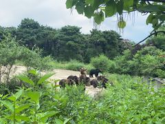 -沈阳森林动物园