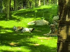 -北京野生动物园