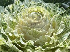 -云溪植物园