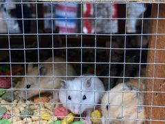 -青石桥花鸟鱼虫市场(叠翠城店)