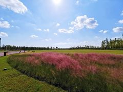 -春花秋色城市公园