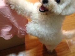 -翊宠yipet猫狗购宠庄园犬舍•猫舍