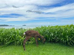 -三亚亚龙湾天域度假酒店