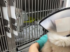 -心仪动物医院·牙专科·肿瘤·心脏科(西客站院)