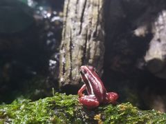 -暹罗海洋世界