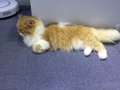 -喵的天空名猫咖啡馆·撸猫·猫舍·用品