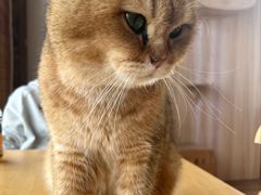 -猫的茶·猫咖