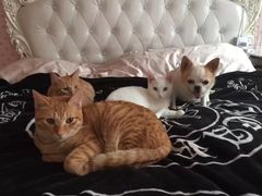 -艾贝尔宠物医院·24H转诊中心·肿瘤猫专科(江宁双龙店)