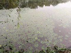 -东坝千亩湖公园