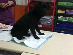 -惠康宠物医院(华能路店)