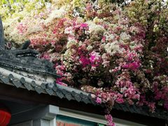 -深圳国际园林花卉博览园