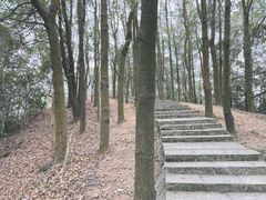 -大屏嶂森林公园