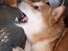 -柴犬高等学院·狗咖·柴犬售卖·宠物训练
