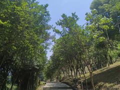 -铁山坪森林公园