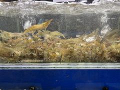 -张树军海鲜(王府壹号店)