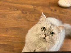 -猫友咖啡店(玉林西路店)