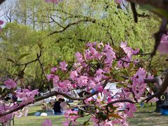 -上海共青森林公园