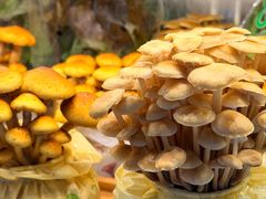 -烹然四季椰子鸡火锅(姚家园万象汇店)