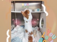 -美联众合爱康动物医院•复杂内科•肿瘤科•牙科•腔镜诊疗中心