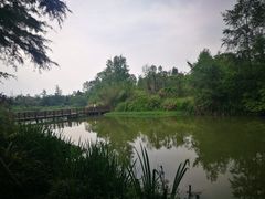 -桤木河湿地公园