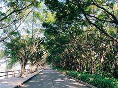 -大湾区中央湿地公园